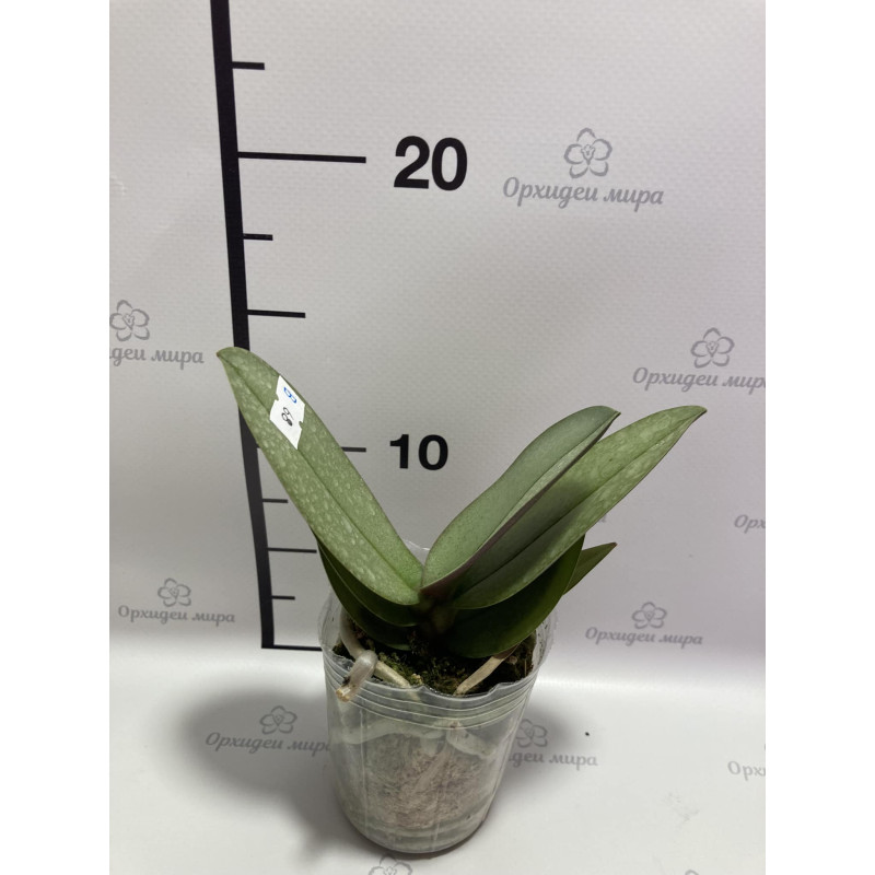 Орхидея Phal. Purple Gem Miki Leopard - купить, доставка Украина